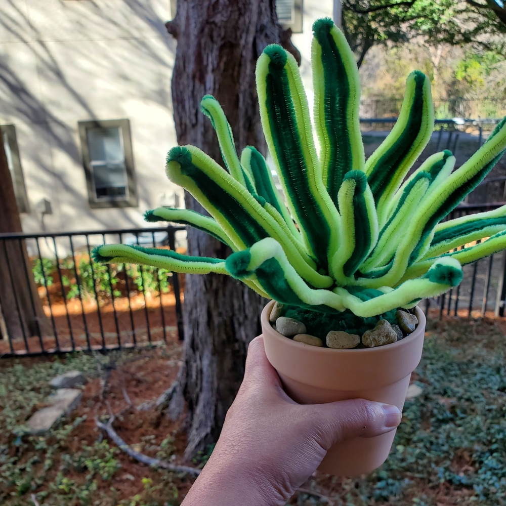 Green and Yellow Faux Succulent in Pot
